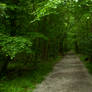 Forest path
