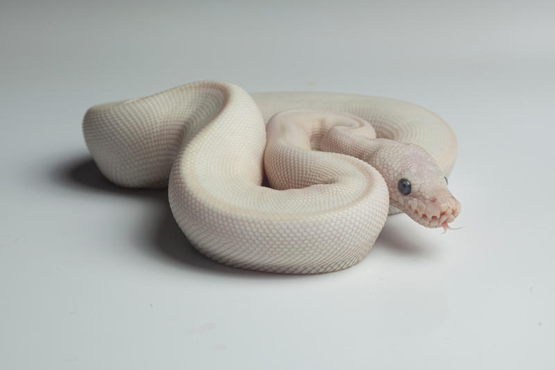 White baby python