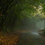 Forest road