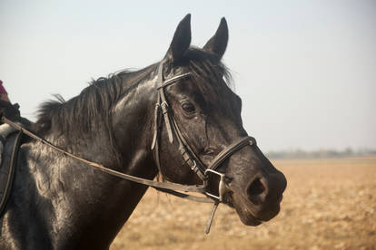 Horse portrait