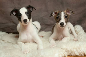 greyhound puppies