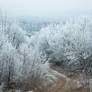 Winter forest IV