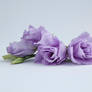 Purple lisianthus