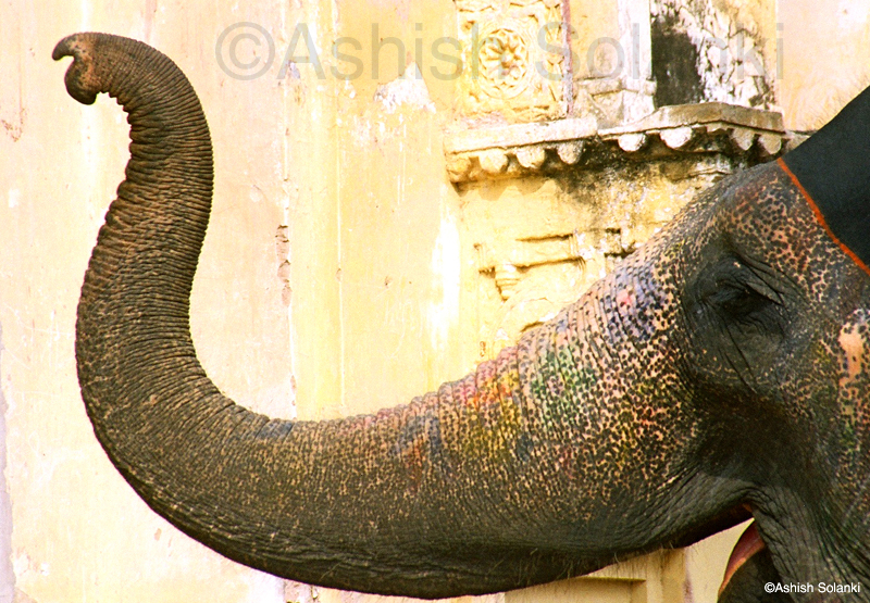 Indian elephant