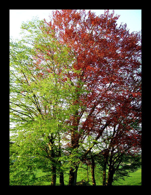 Wonder Tree Farm the wondertree by daydreamerch on DeviantArt