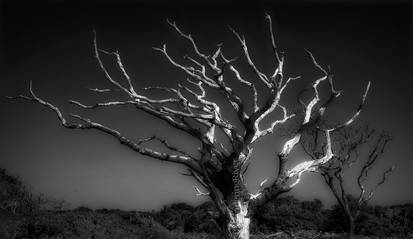 Dead Tree at Covehythe