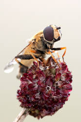 16.hoverfly