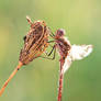 17.Sympetrum sanguineum