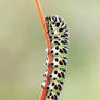 51.Papilio machaon
