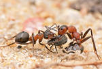 61.World of Ants- Ball by Bulinko
