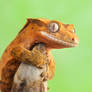 175.Crested Gecko-Lana