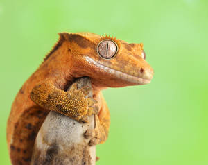 175.Crested Gecko-Lana