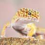 Leopard Gecko