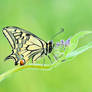 Papilio machaon