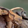 crested gecko 2