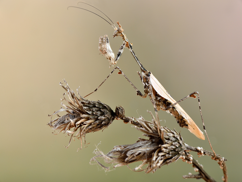 sibylla pretiosa II