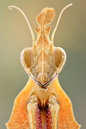 Gongylus gongylodes by Bulinko Gongylus gongylodes by Bulinko