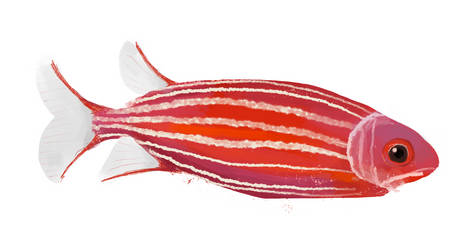 Crown Squirrelfish