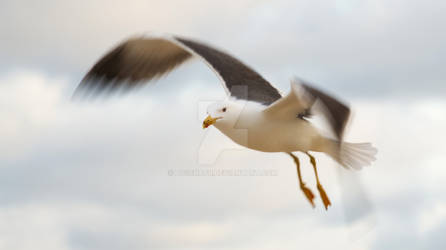 Seagull 3