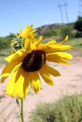 A Sunflowery Day