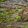 Hungry baby bunny