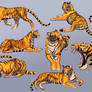 Yet more Tiger studies