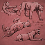 Homotherium Sketches