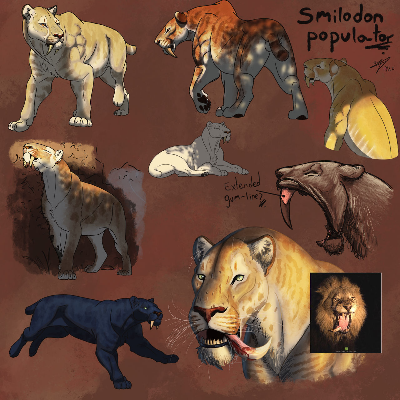 Smilodon populator studies by allotyrannosaurus on DeviantArt