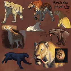 Smilodon populator studies