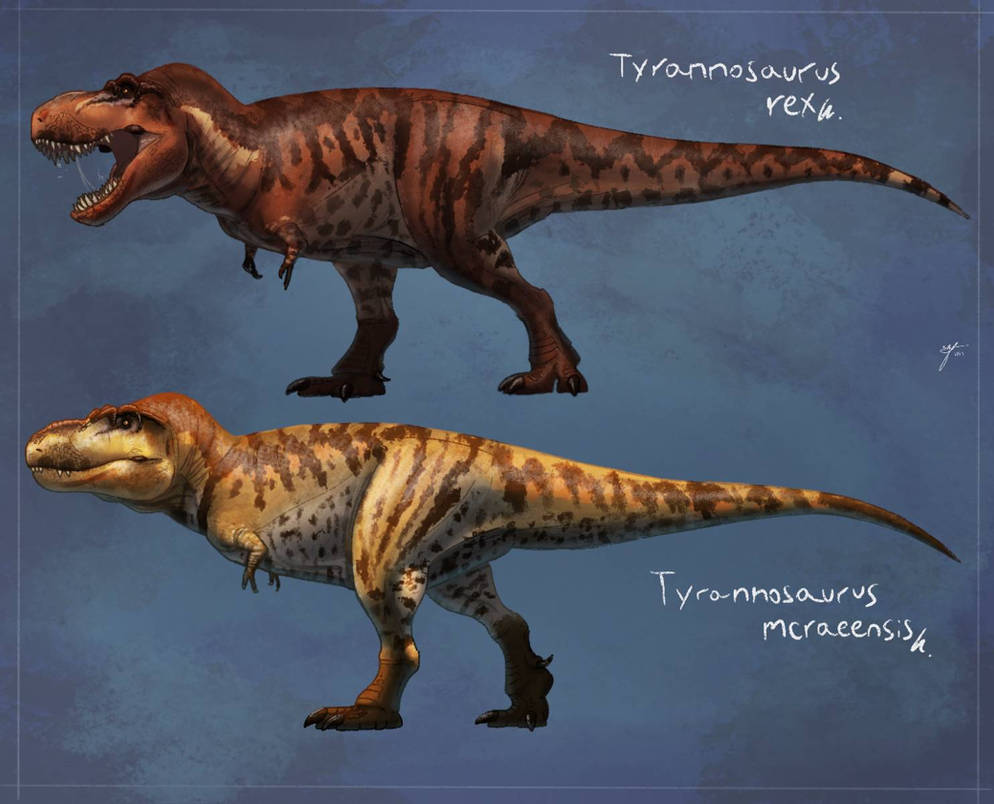 Tyrannosaurus rex and Tyrannosaurus mcraeensis by allotyrannosaurus on