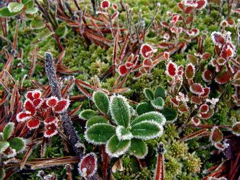 Red and Green