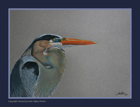 Great Blue Heron III