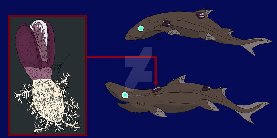 Anelasma squalicola and Etmopterus spinax