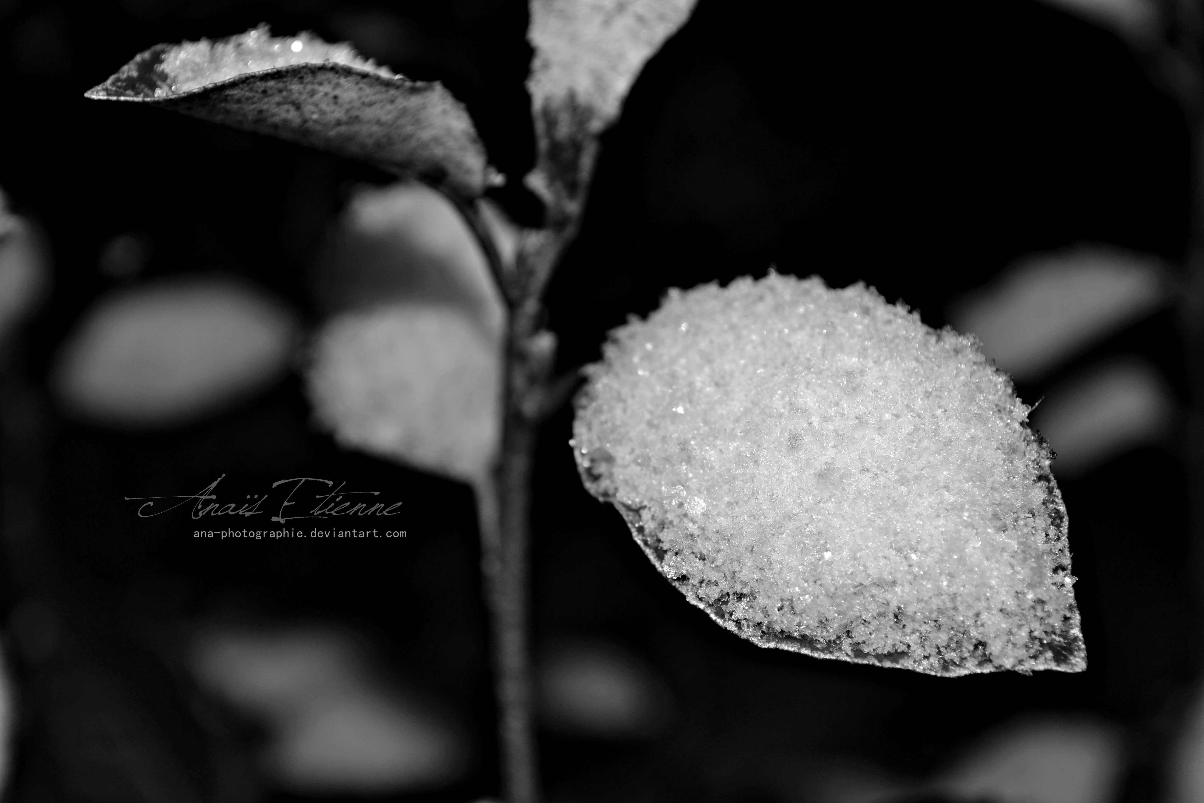 Crystals of water