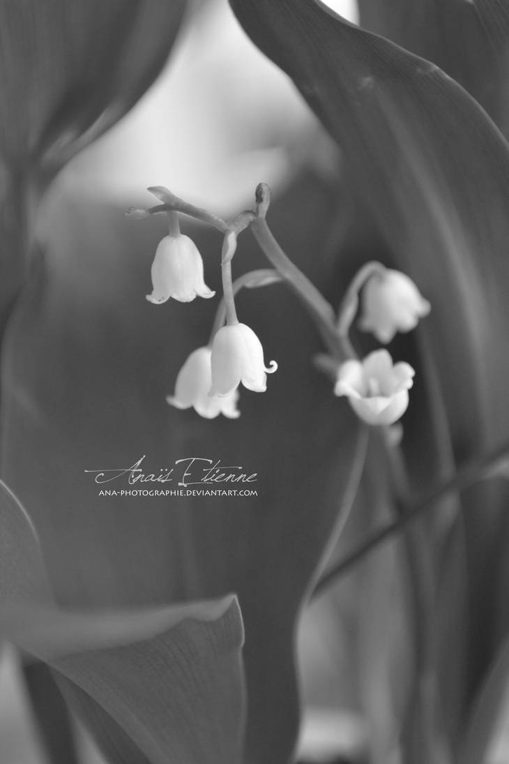 Lily of the valley