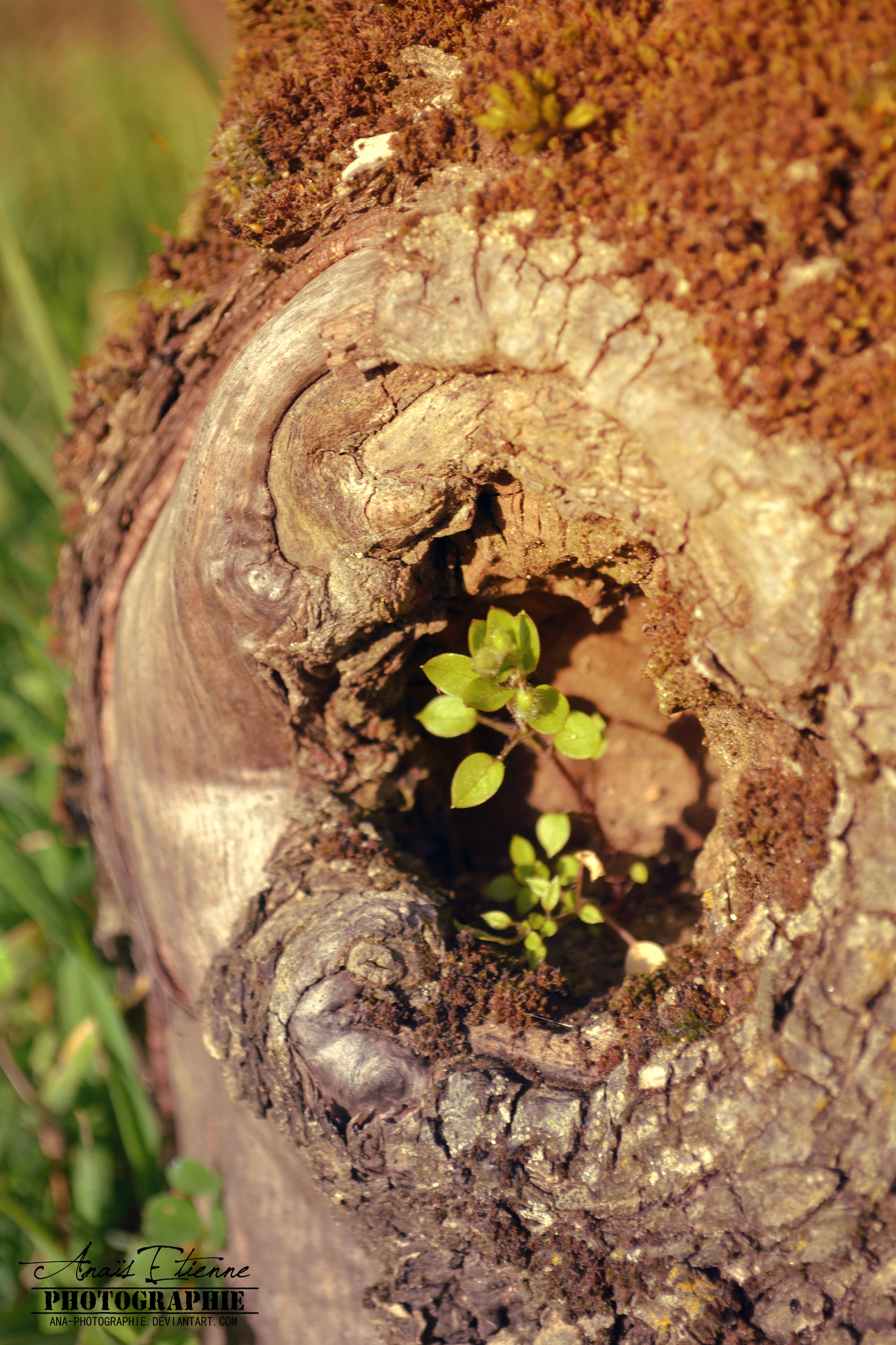 Life in a tree