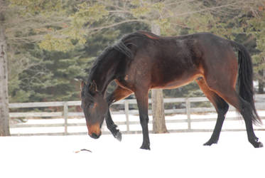 Standardbred Horse 5