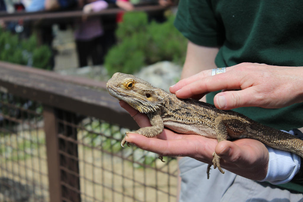 Bearded Dragon