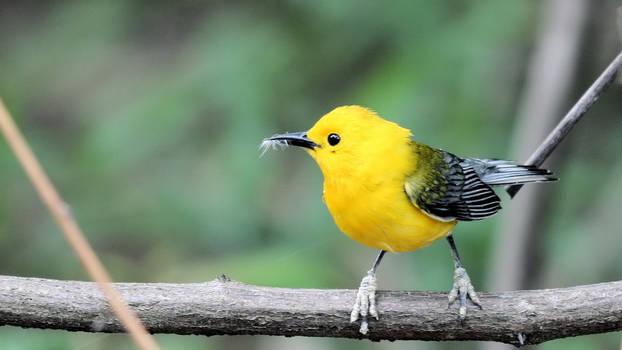 Prothonotary Warbler