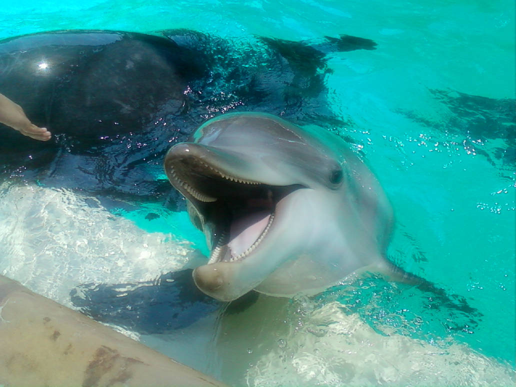 Happy dolphin say ahh by G1-Ratbat