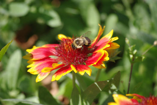 flower with bee