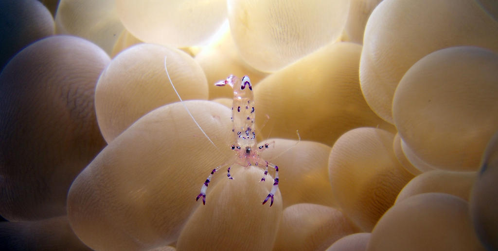 Glass Shrimp in Bubble Coral by gedeolia Glass Shrimp in Bubble Coral by gedeolia