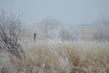 Frosted Prairie