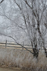 Frosty Trees