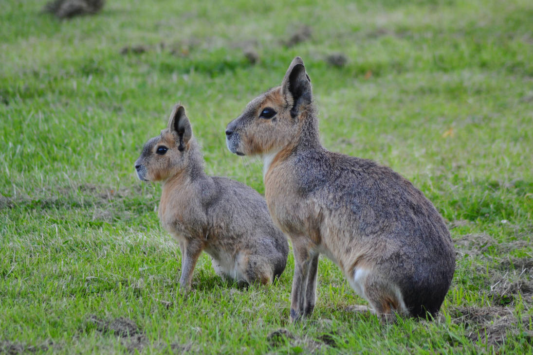 Cute Mara by Emeraldtreefrog14 on DeviantArt