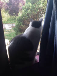 Cat in the window 