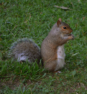 Squirrel 4 by AsiaAndEric-Stock Squirrel 4 by AsiaAndEric-Stock