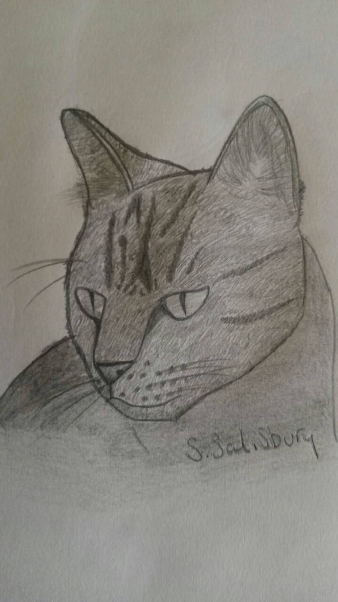 simple pencil cat drawing by w1n7erw01f on DeviantArt