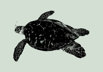 .:turtle:.
