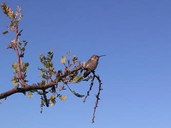 Curious Bird on a tree.